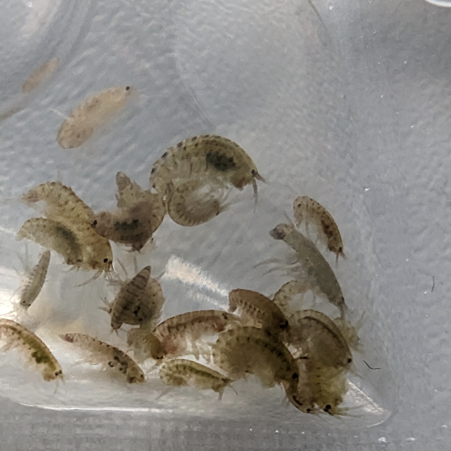 Gammurus pulex scud (Freshwater shrimp)