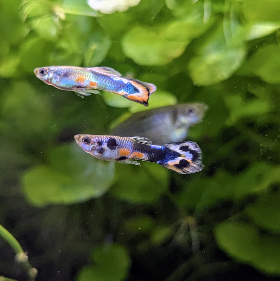 Endler guppy mystery mix