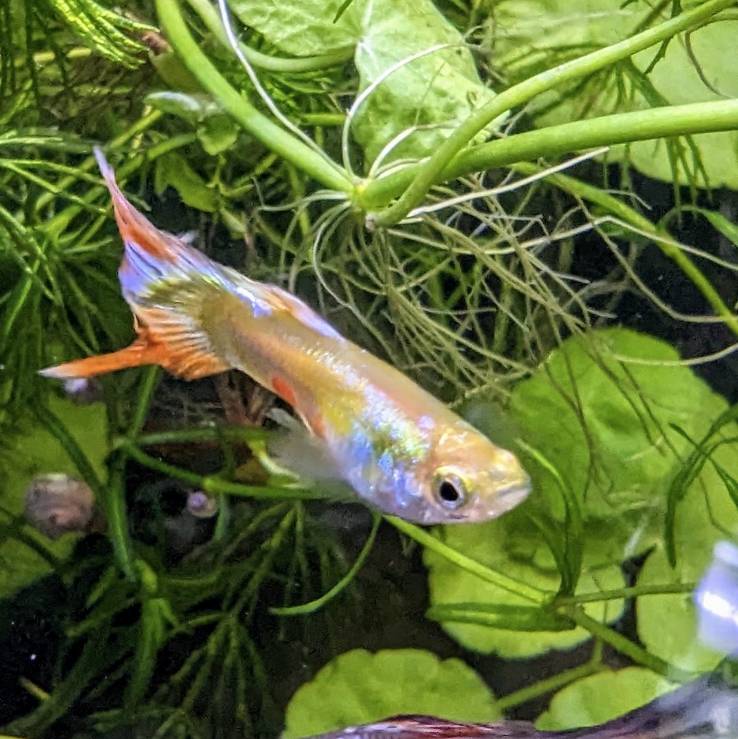 Endler guppy mystery mix