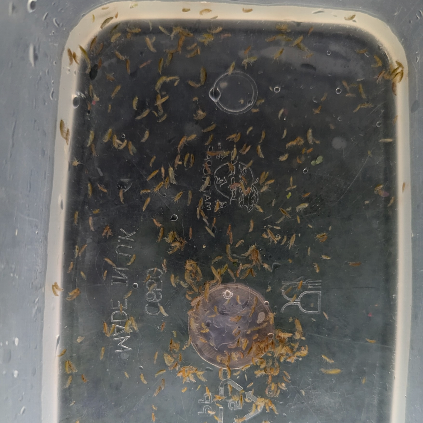 Gammurus pulex scud (Freshwater shrimp)