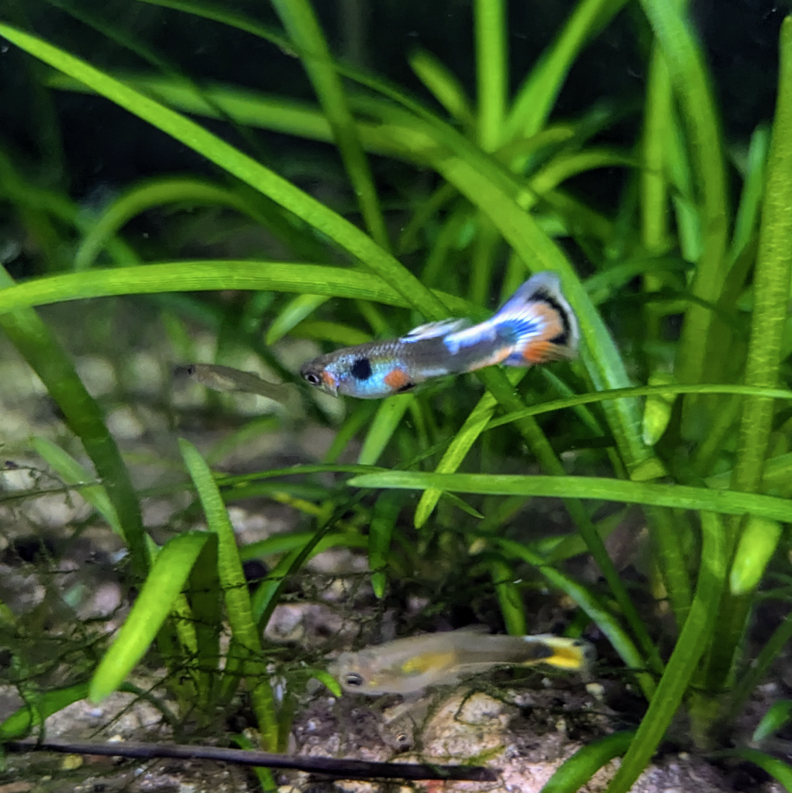 Endler guppy mystery mix