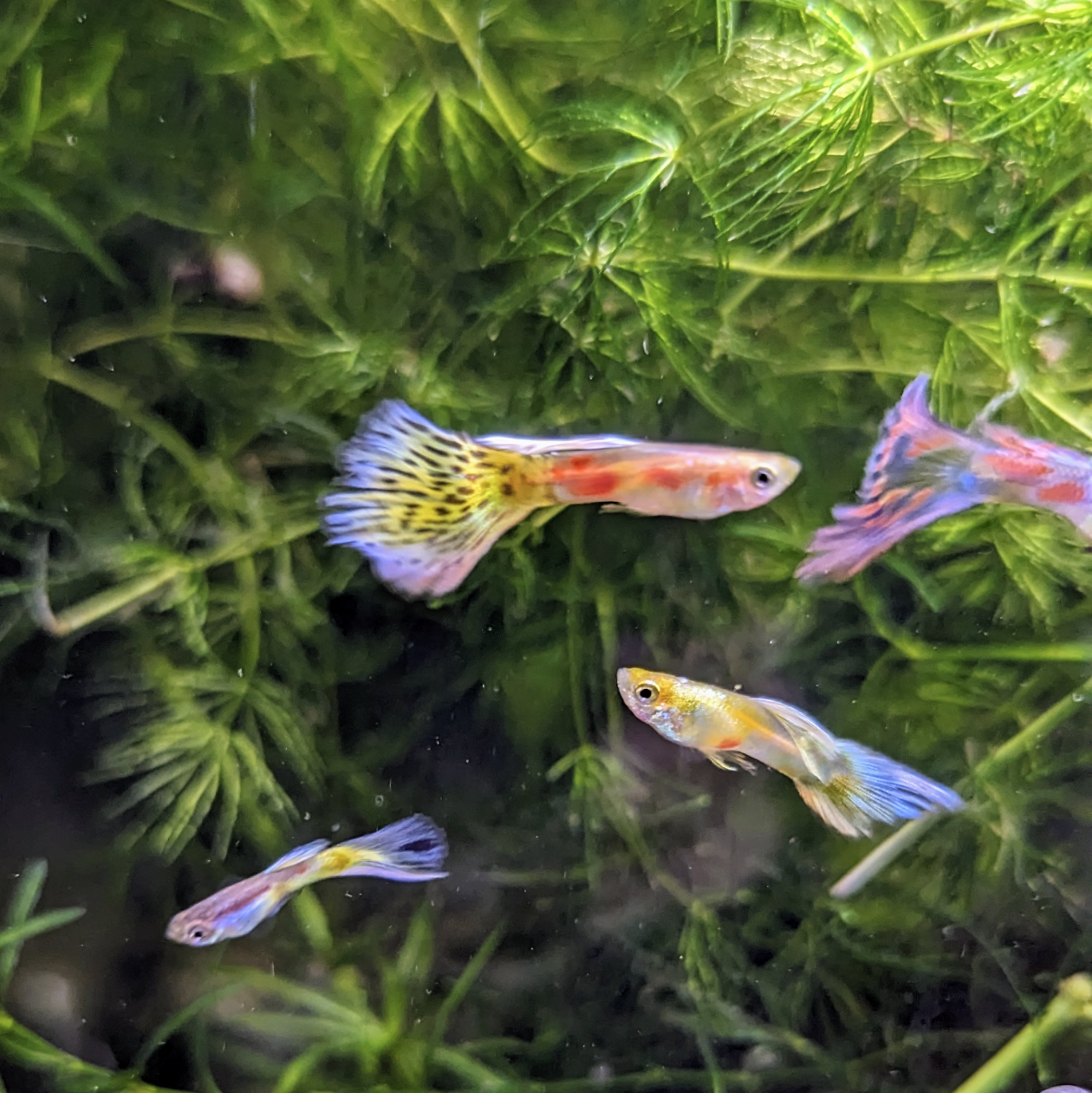 Endler guppy mystery mix