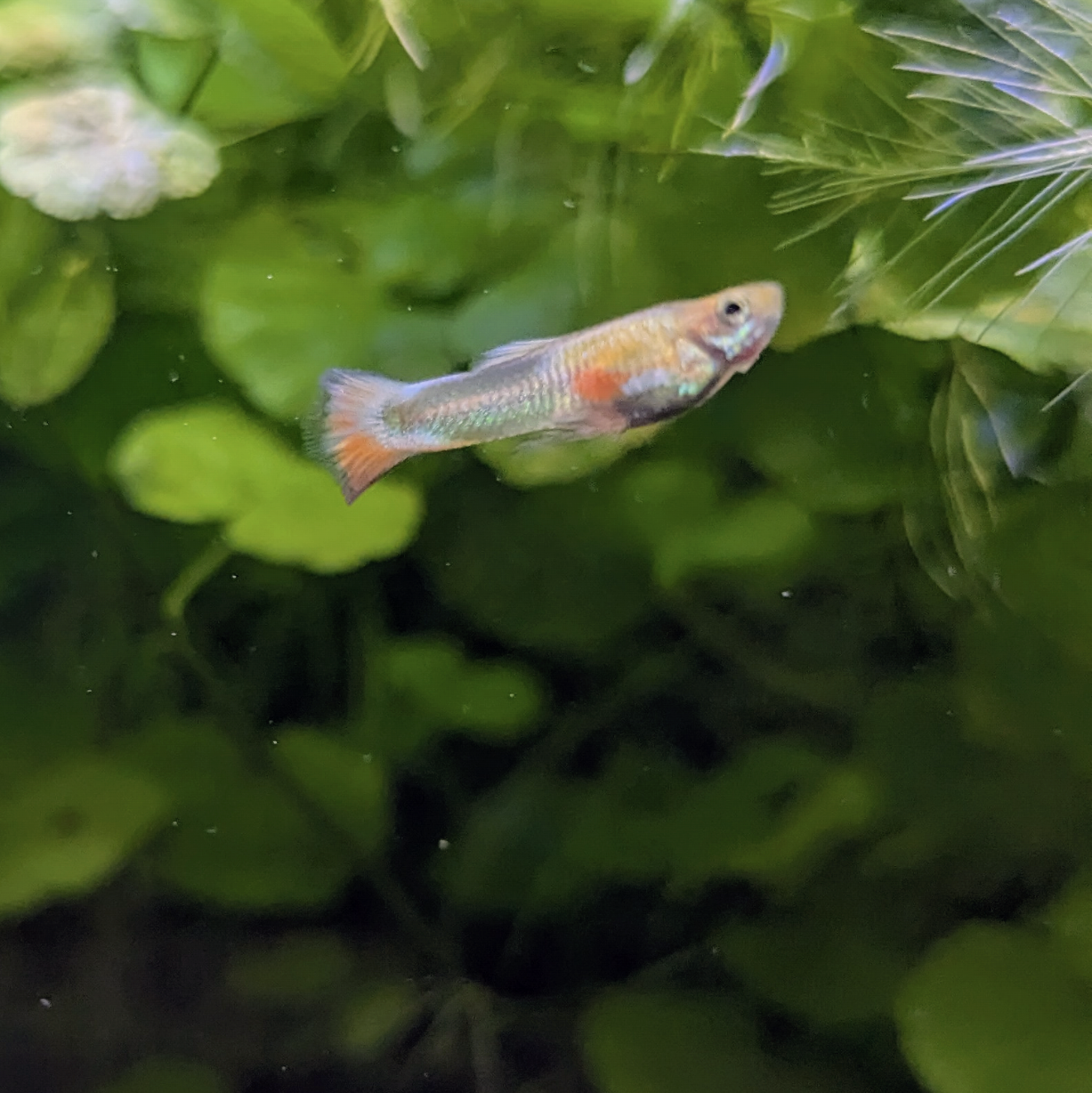 Endler guppy mystery mix