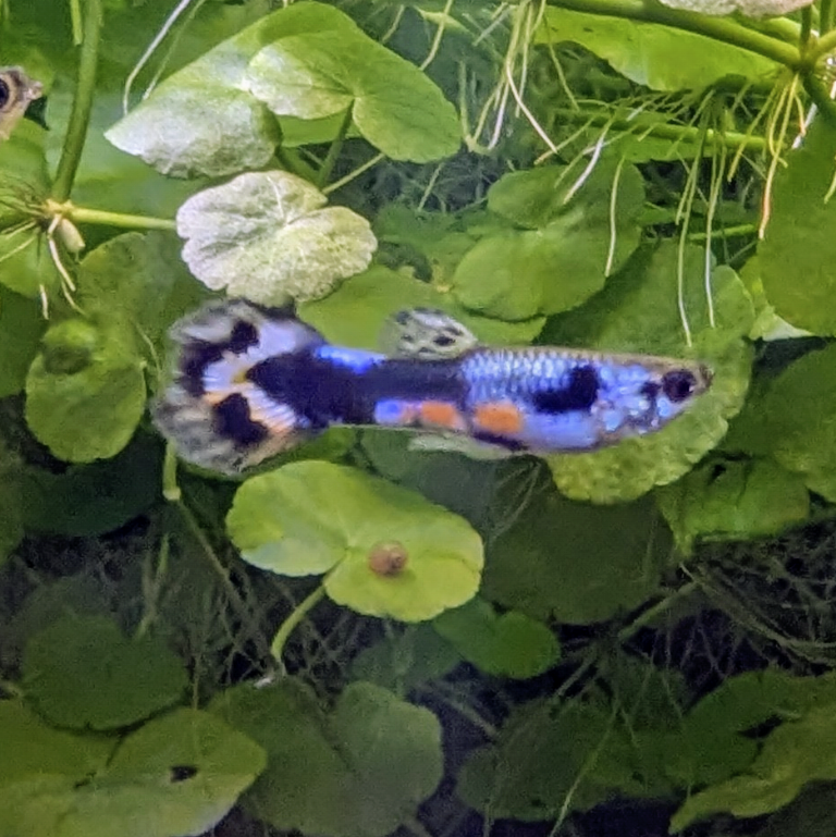 Endler guppy mystery mix