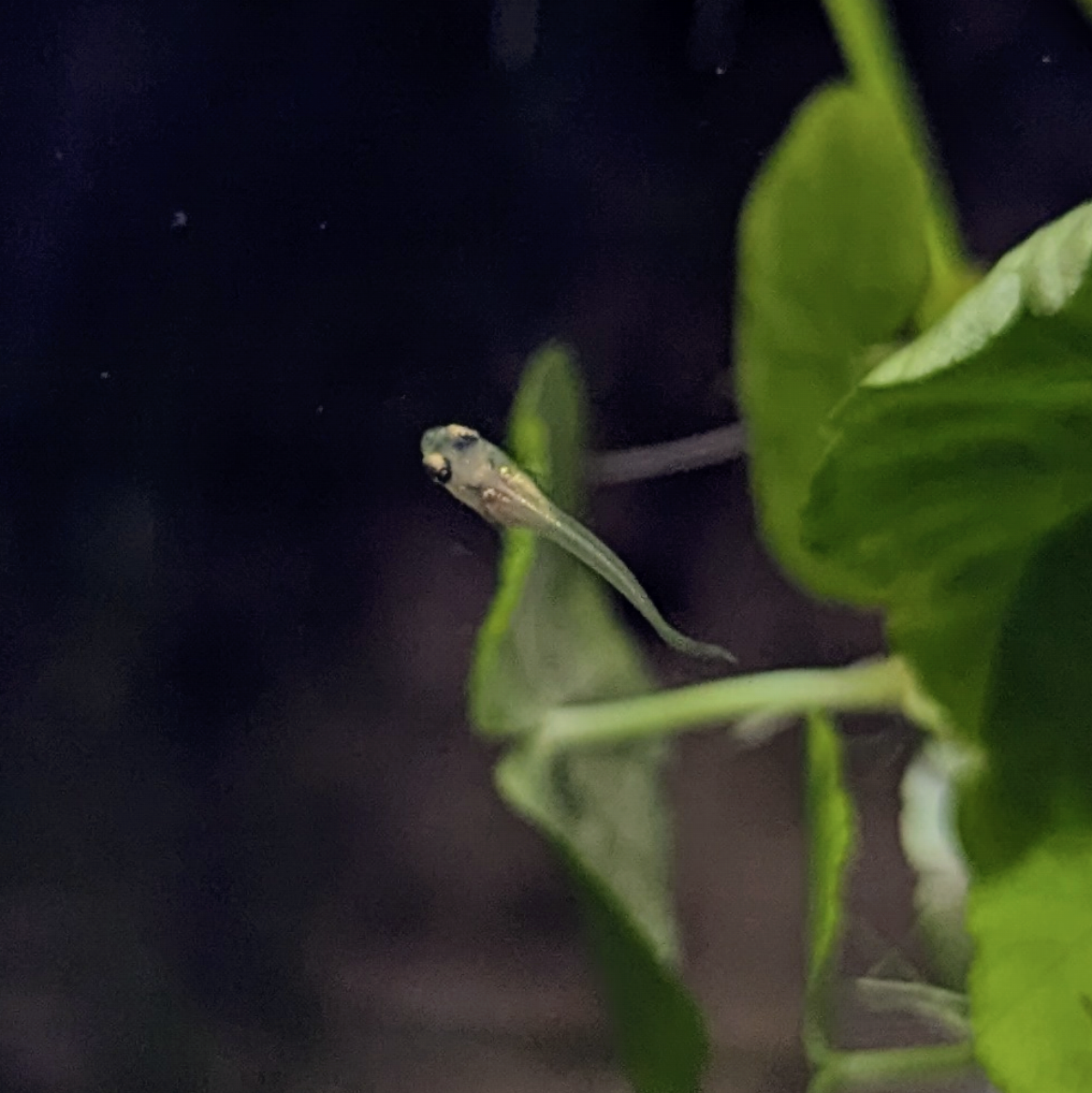 Endler guppy mystery mix