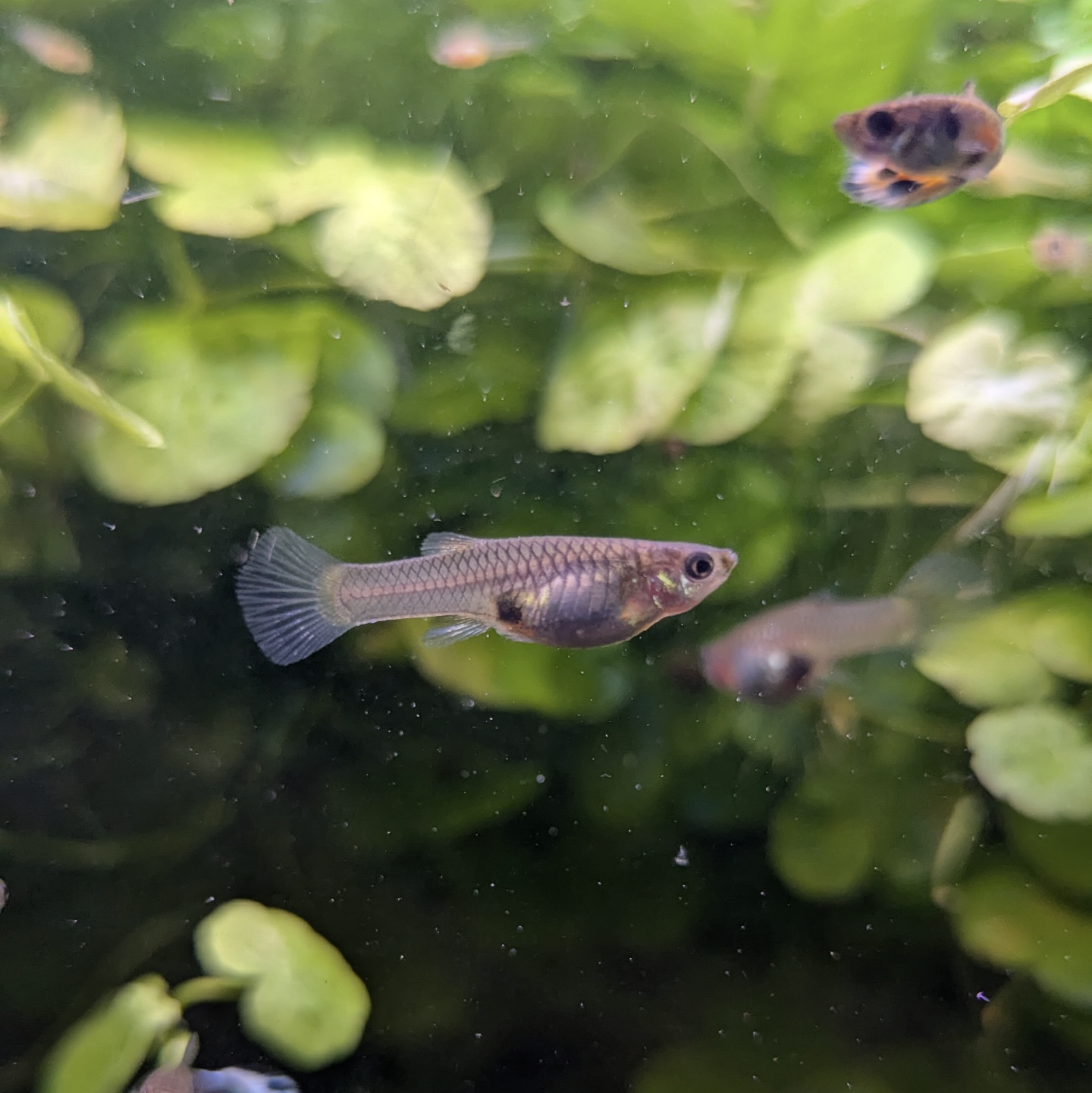 Endler guppy mystery mix