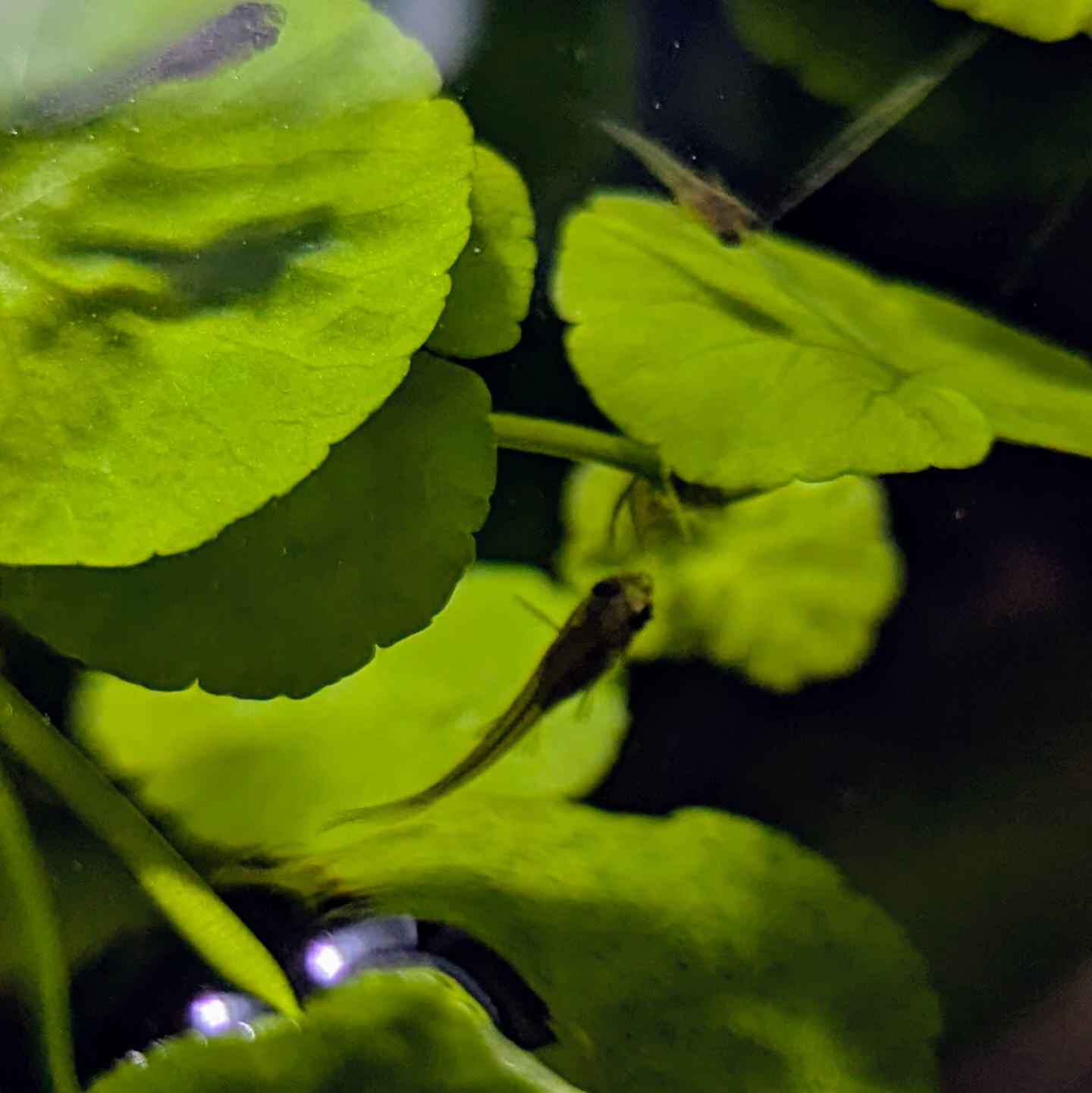Endler guppy mystery mix