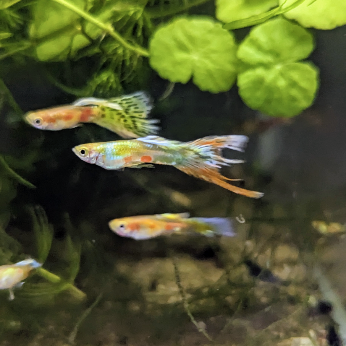 Endler guppy mystery mix