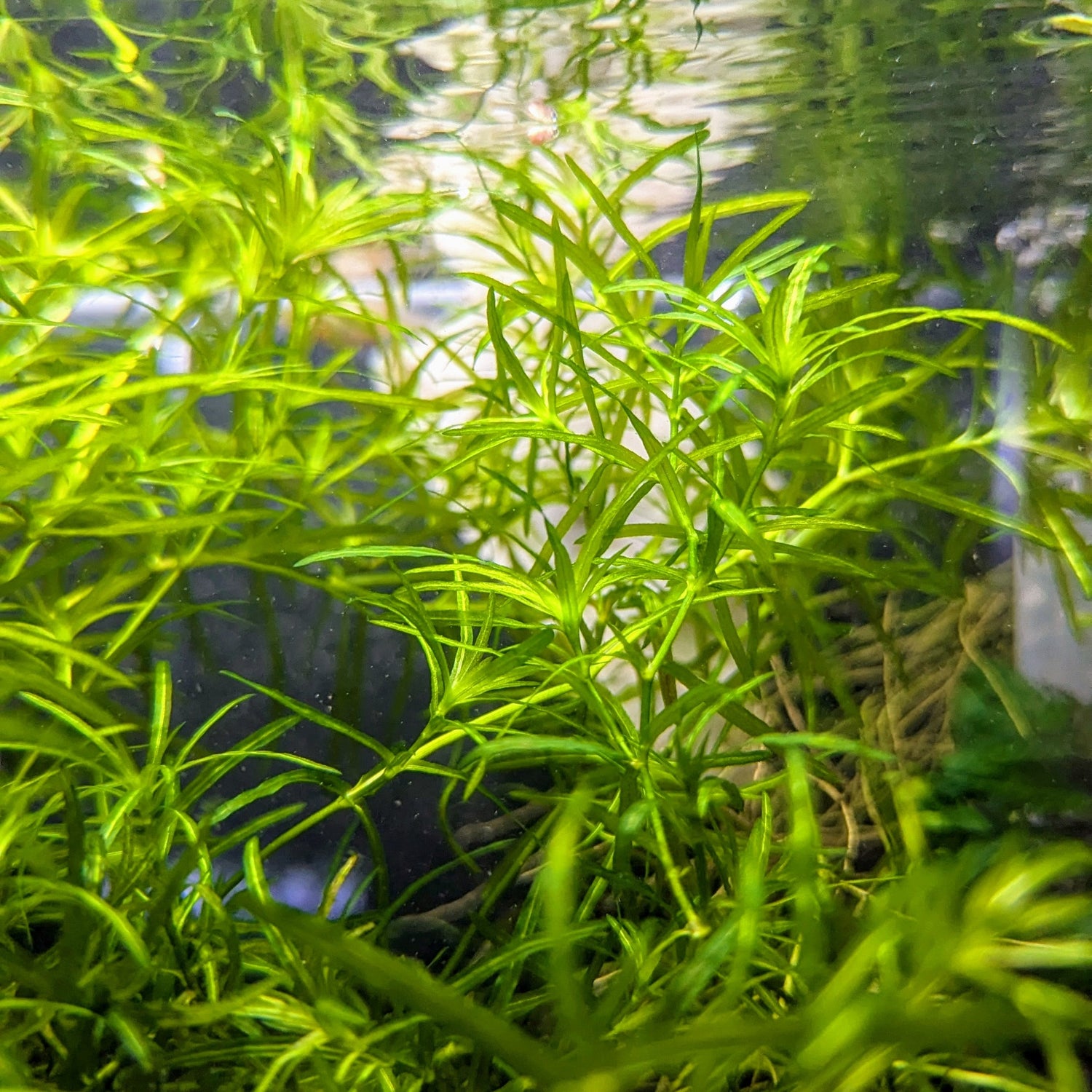 Stem plants