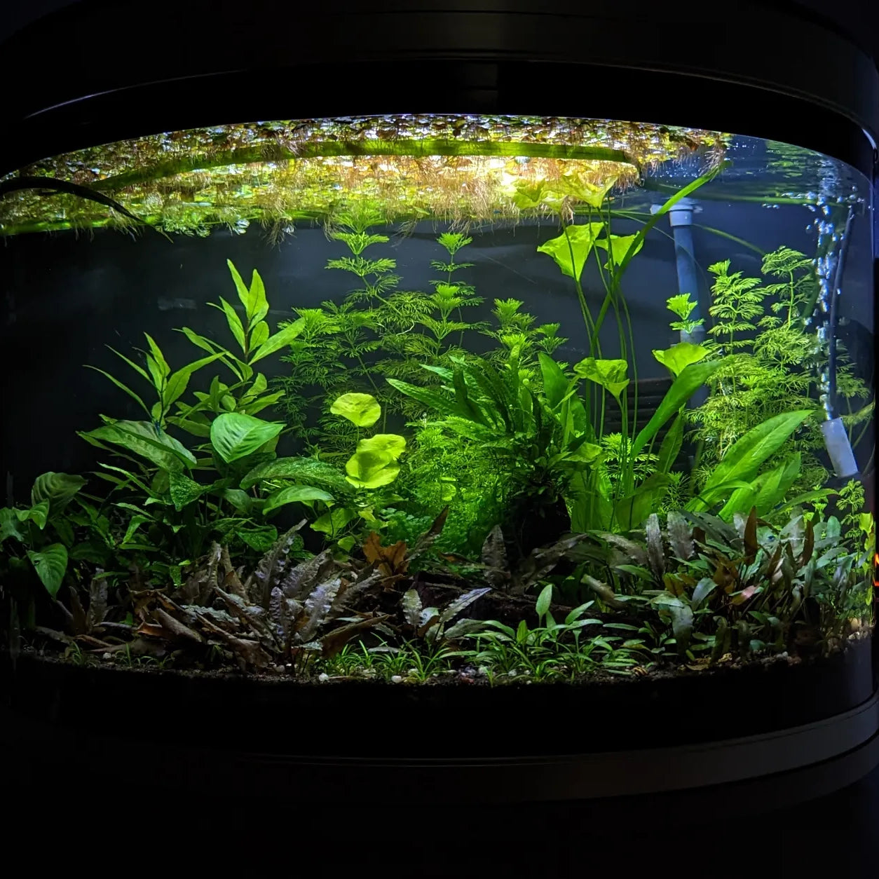 All plants