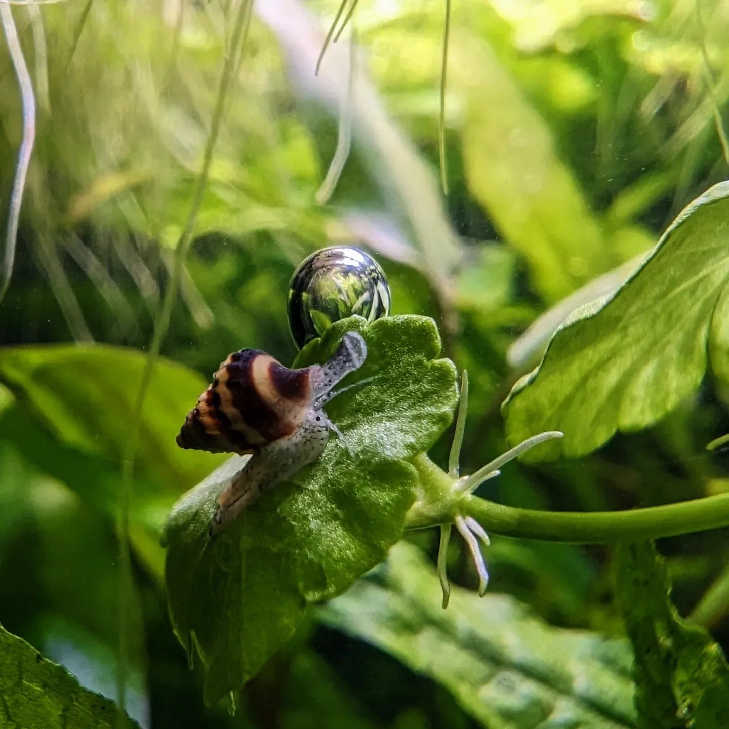 Snails