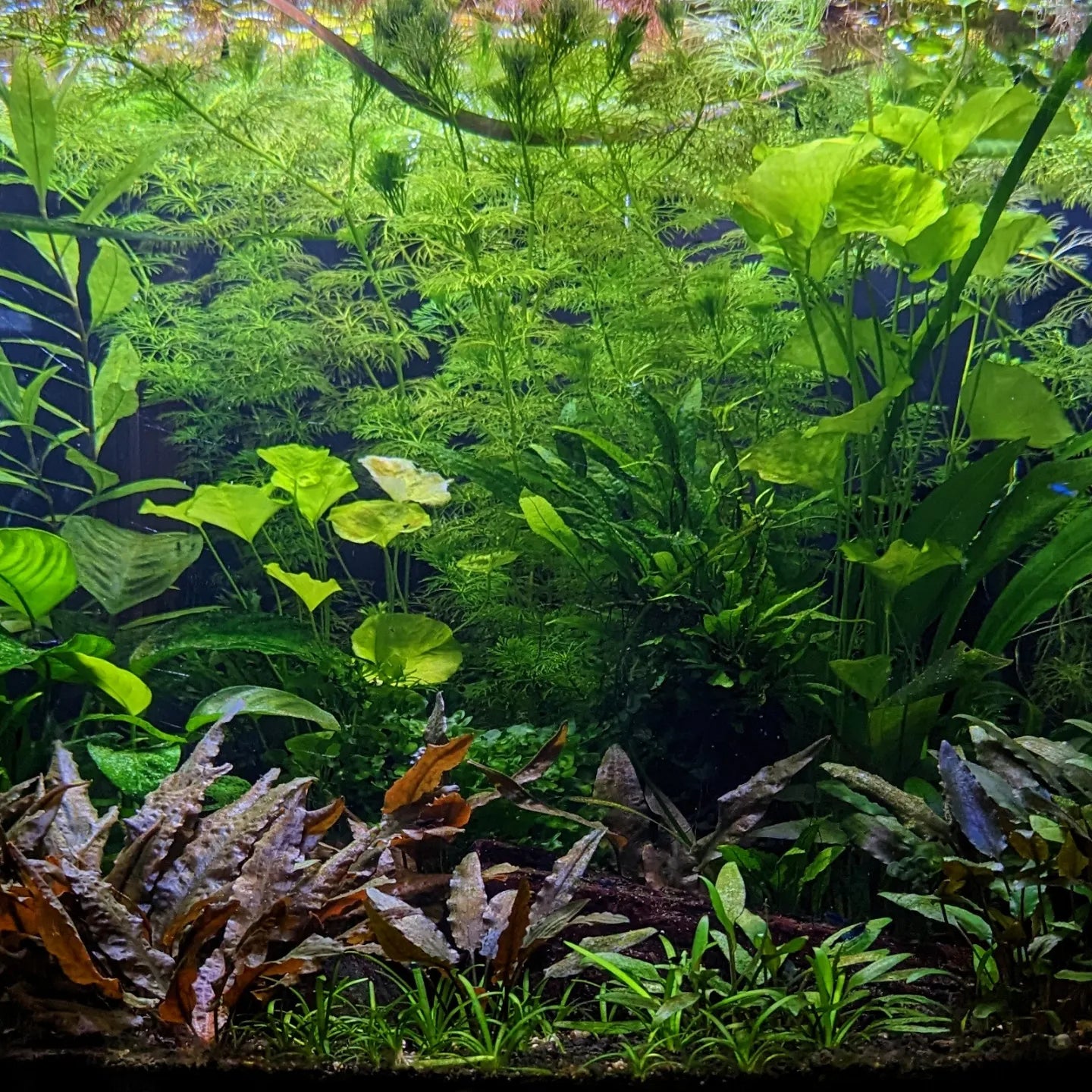 Plants