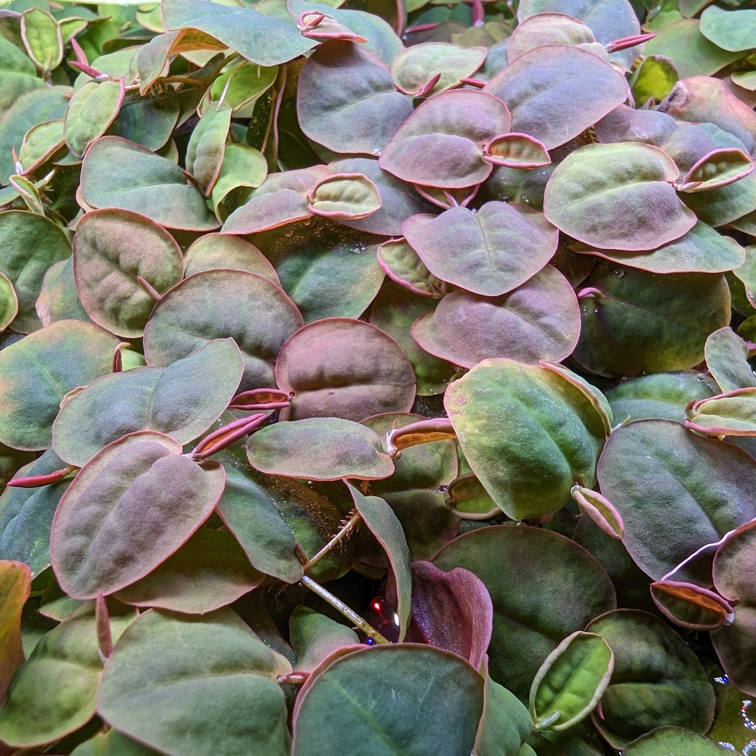 Floating plants