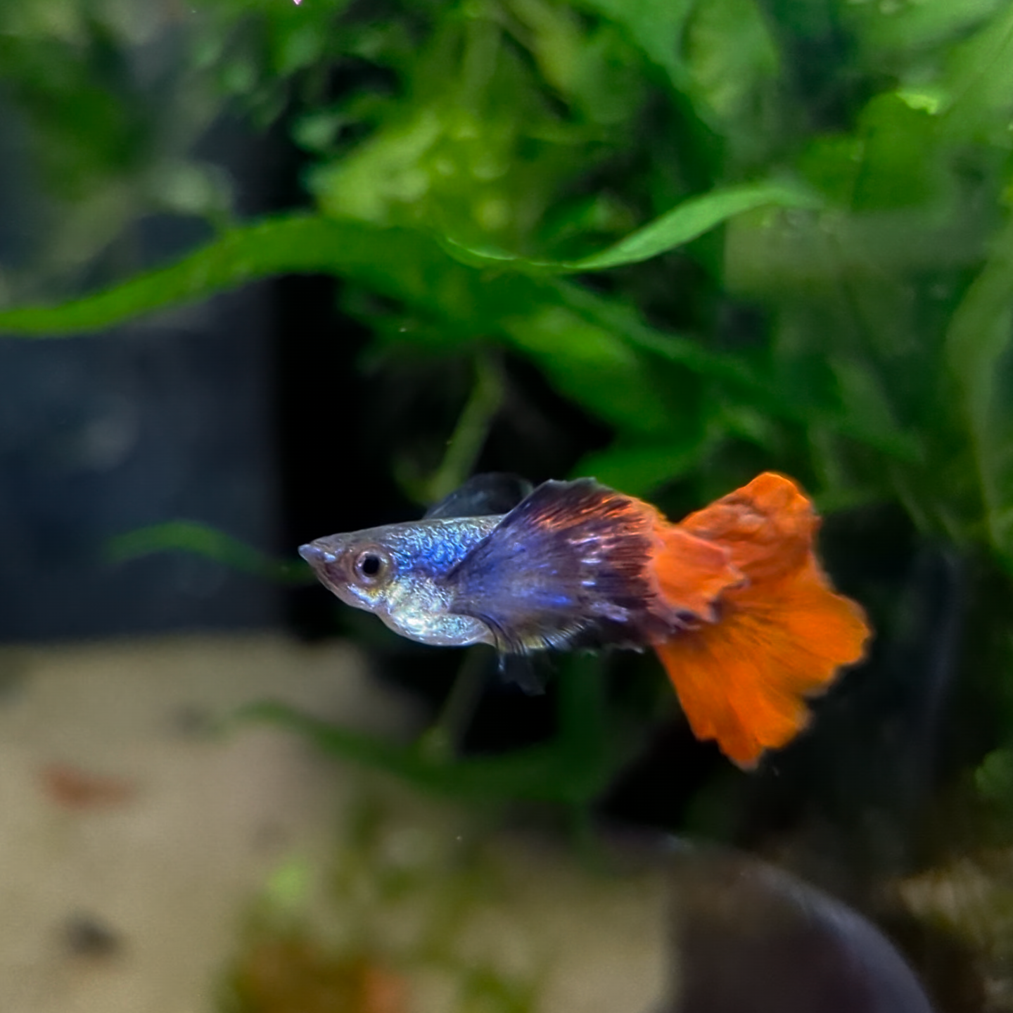 Fish