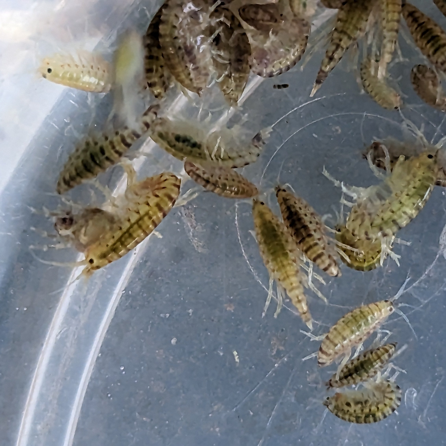 Crustaceans