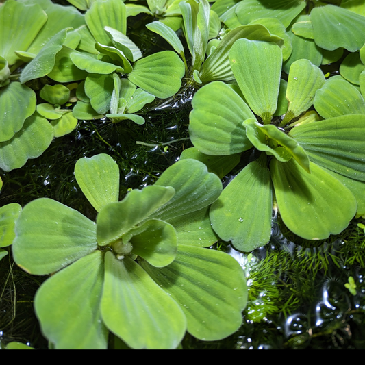 Water lettuce (Pistia stratiotes)