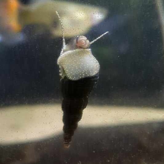 Black Malaysian Trumpet Snails Melanoides Tuberculata