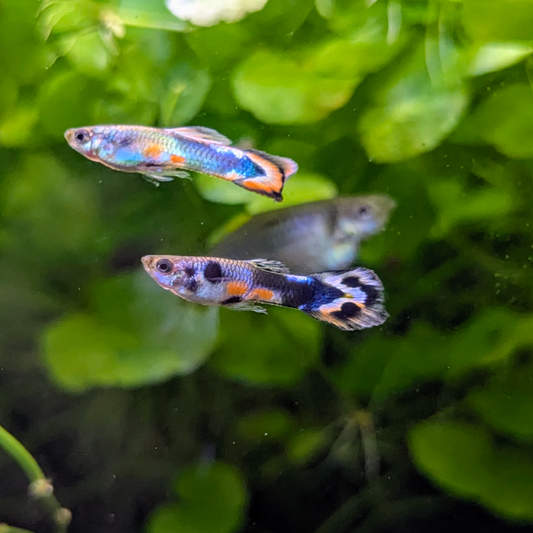 Endler guppy mystery mix