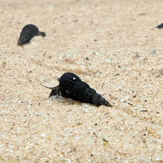 Black Malaysian Trumpet Snails Melanoides Tuberculata