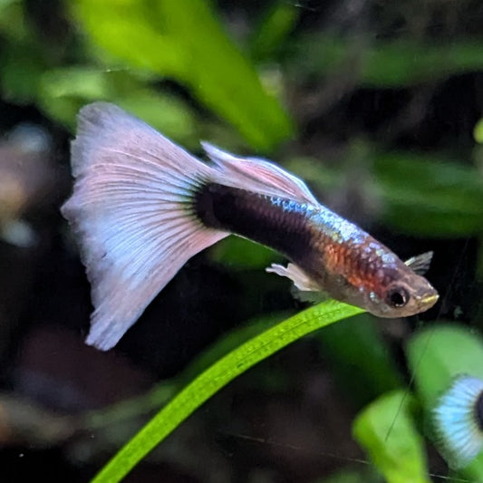 HB asian pastel guppy