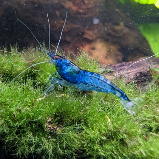 Blue neocaridna shrimp