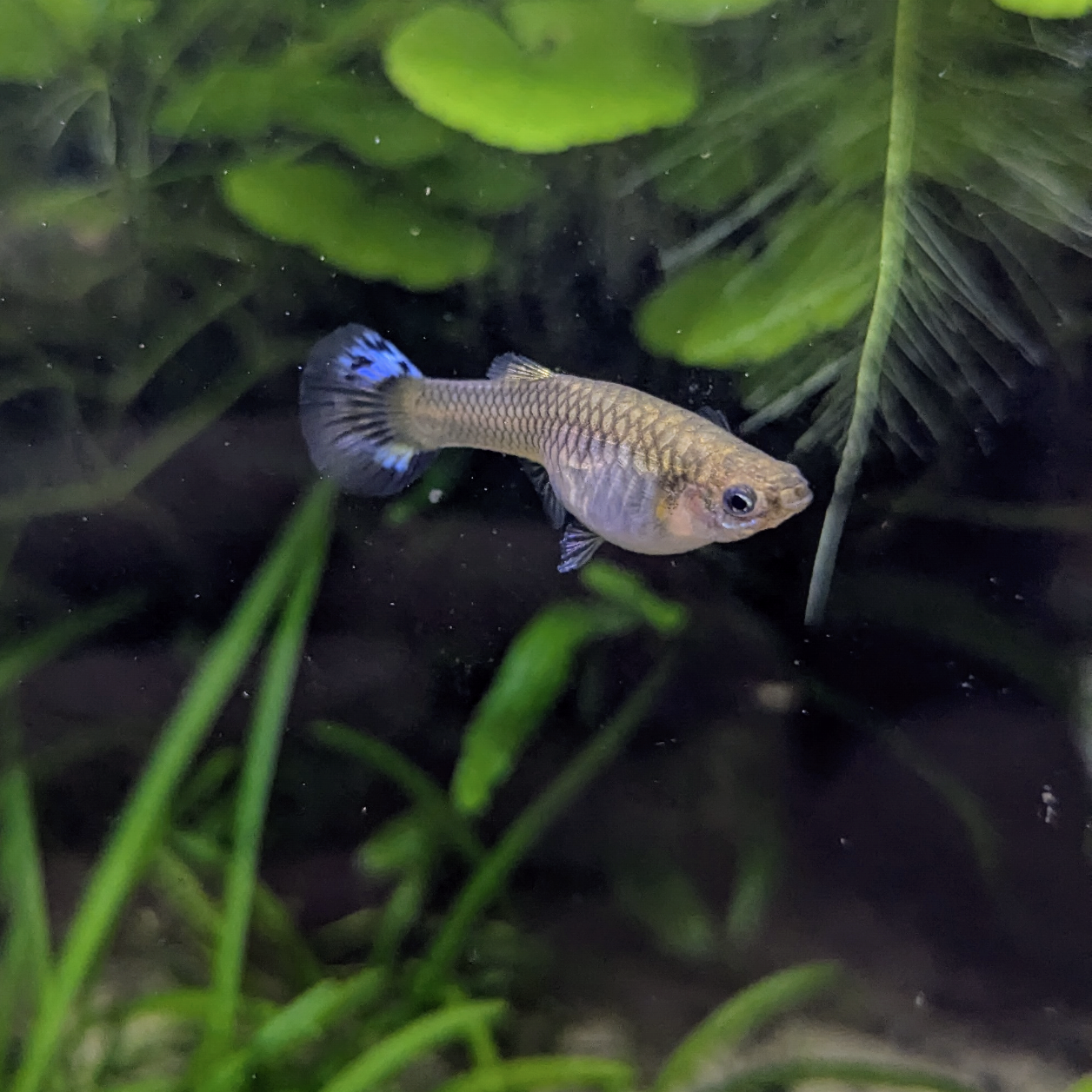 Endler guppy mystery mix