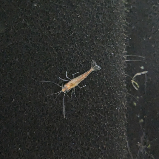 Mixed cull neocaridna shrimp