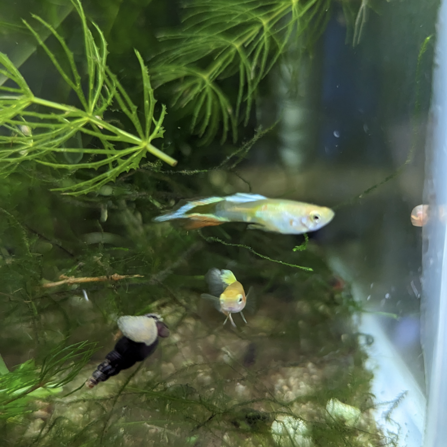 Endler guppy mystery mix