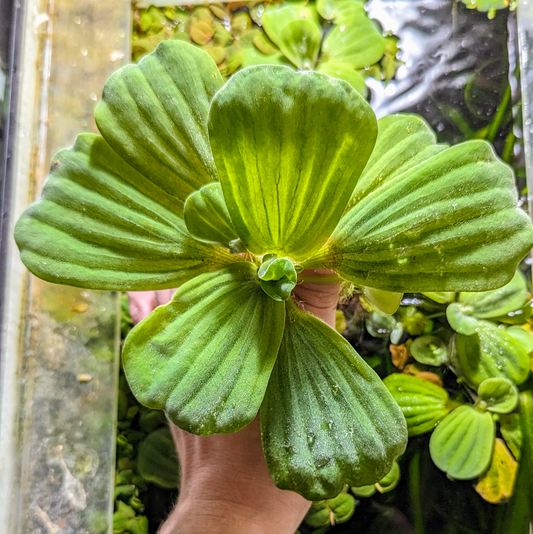 Water lettuce (Pistia stratiotes)