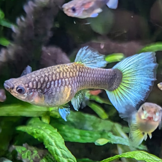 HB asian pastel guppy