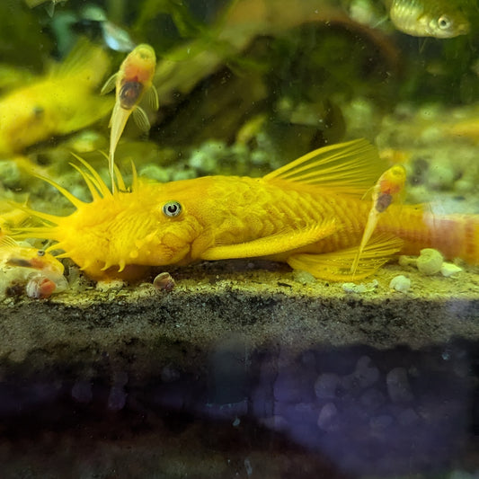 Blue eyed lemon bristlenose pleco