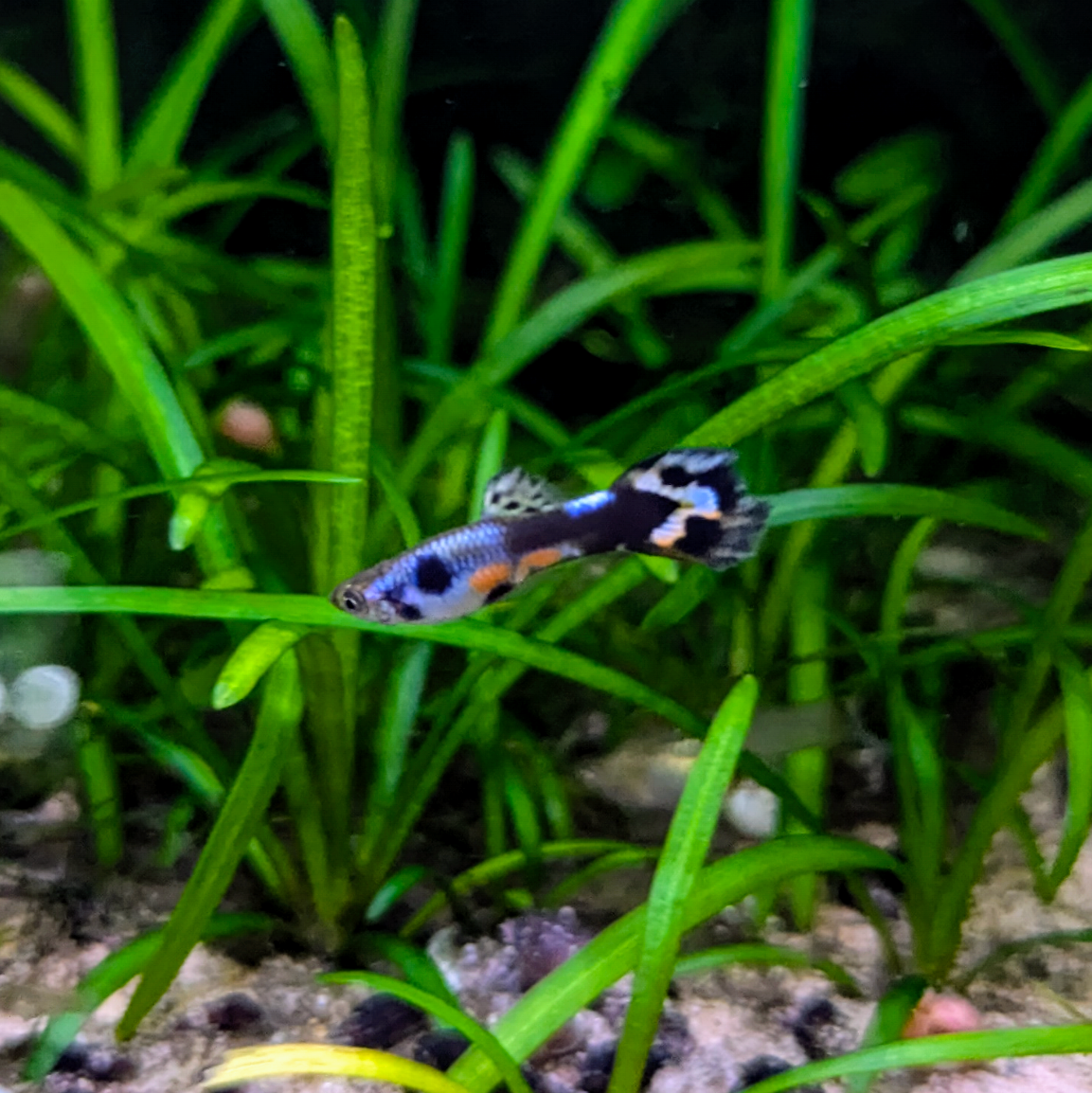 Endler guppy mystery mix