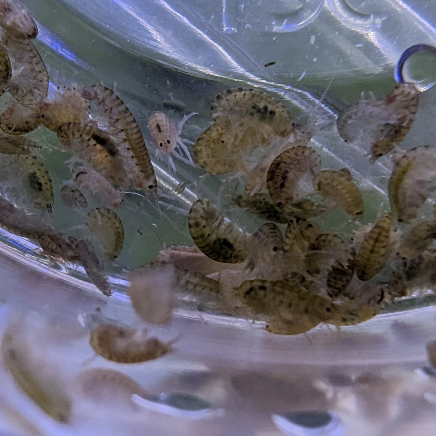 Gammurus pulex scud (Freshwater shrimp)