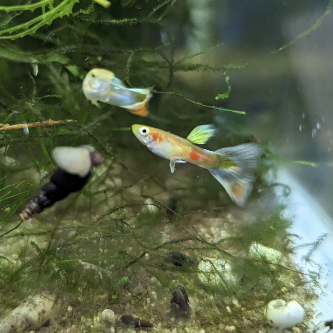 Endler guppy mystery mix